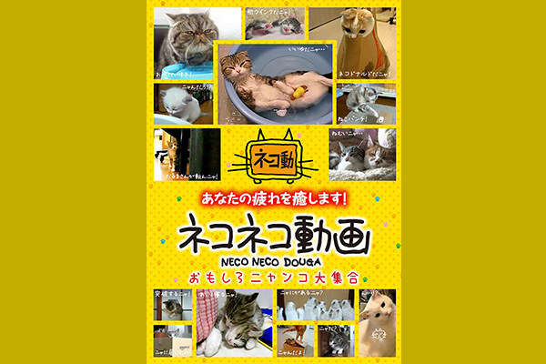 ネコネコ動画 おもしろニャンコ大集合 エンタメ テレ やんちゃな大人の刺激的エンターテイメントチャンネル