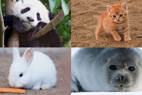 かわいい動物たち～オルゴールで癒しのひととき～
