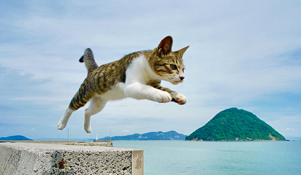 猫島の歩き方 佐柳島