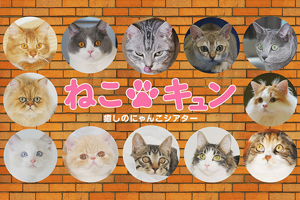 ねこキュン 癒しのにゃんこシアター