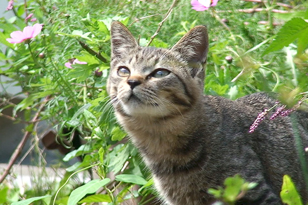 田代島ねこぱらだいす　～ねこ太郎と仲間たち～
