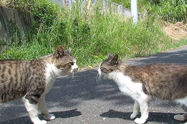 田代島ねこぱらだいす2 ~はっちゃけ ねこ太郎~