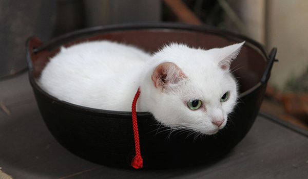 猫侍 三匹の玉之丞