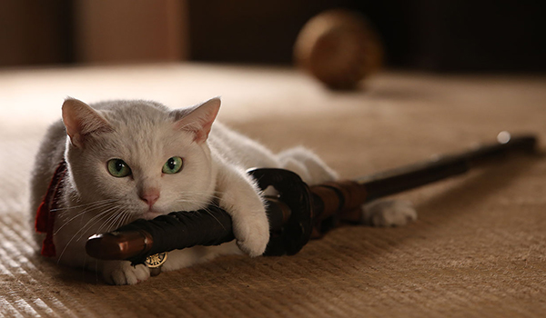 猫侍 三匹の玉之丞