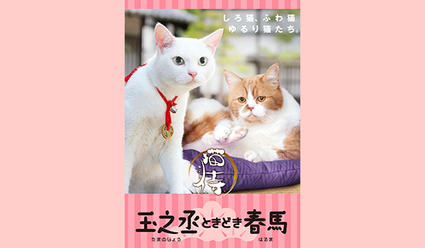 猫侍 玉之丞ときどき春馬