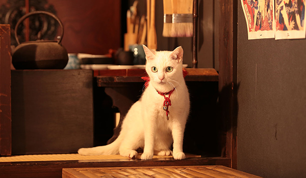 猫侍 玉之丞ときどき春馬