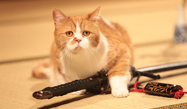 猫侍 玉之丞ときどき春馬