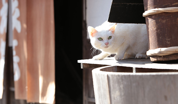 猫侍 まるっと玉之丞