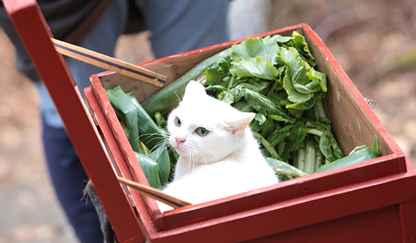猫侍 まるっと玉之丞
