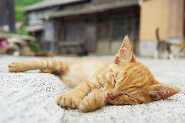 しまねこ日和 ～瀬戸内・青島のねこたち～